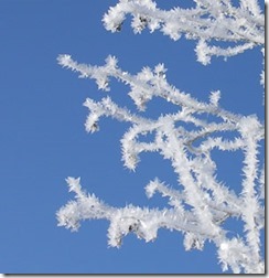 FrostyBranches_web