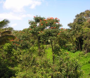 The tropical view from our lanai